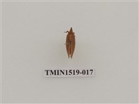 藏品(同翅目(一))的圖片